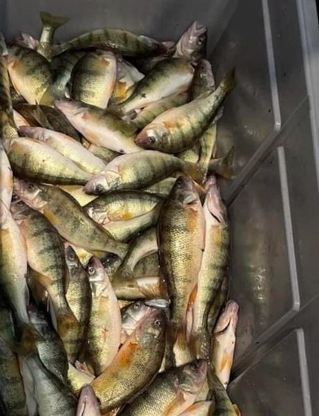 5 Hour Perch Charter (PM)